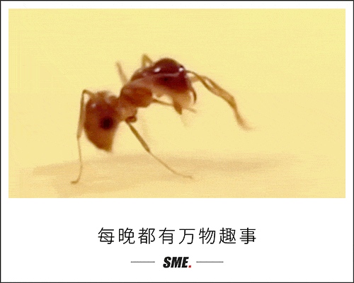 当我们讨论红火蚁的毒性时它们已经在解决种群内卷的问题了